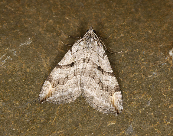 70.193 BF1868 Lesser Treble-bar Aplocera efformata