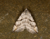 70.193 BF1868 Lesser Treble-bar Aplocera efformata