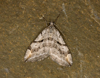 70.193 BF1868 Lesser Treble-bar Aplocera efformata