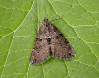 70.078 BF1770 Chestnut-coloured Carpet Thera cognata