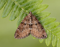 70.078 BF1770 Chestnut-coloured Carpet Thera cognata