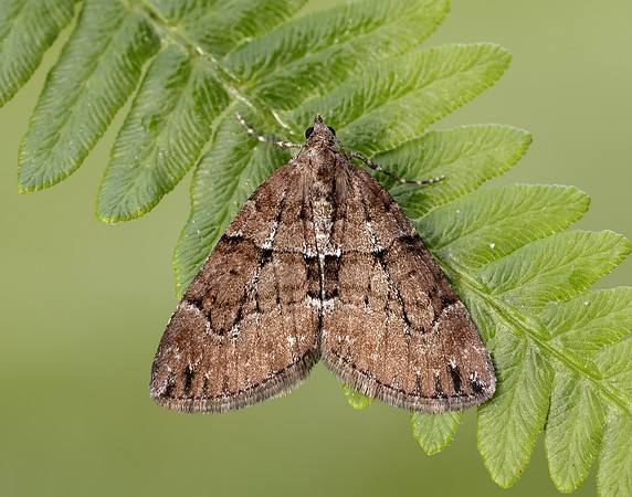 70.078 BF1770 Chestnut-coloured Carpet Thera cognata