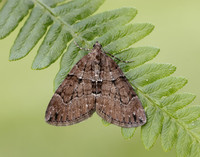 70.078 BF1770 Chestnut-coloured Carpet Thera cognata