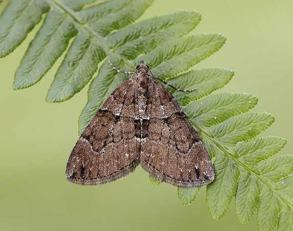 70.078 BF1770 Chestnut-coloured Carpet Thera cognata
