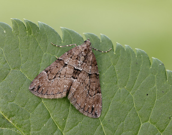 70.078 BF1770 Chestnut-coloured Carpet Thera cognata