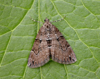70.078 BF1770 Chestnut-coloured Carpet Thera cognata