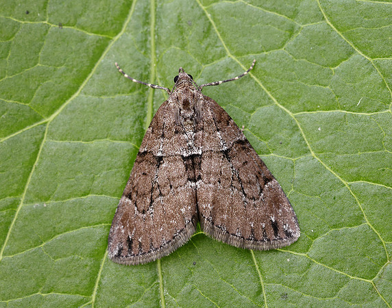 70.078 BF1770 Chestnut-coloured Carpet Thera cognata