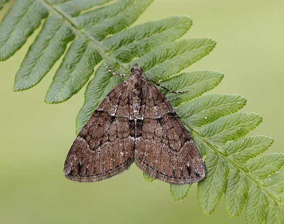 70.078 BF1770 Chestnut-coloured Carpet Thera cognata