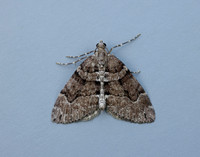 70.078 BF1770 Chestnut-coloured Carpet Thera cognata