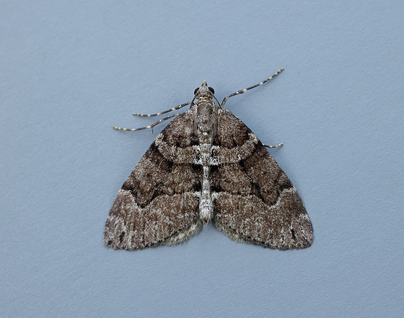 70.078 BF1770 Chestnut-coloured Carpet Thera cognata