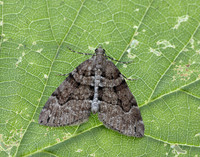 70.078 BF1770 Chestnut-coloured Carpet Thera cognata