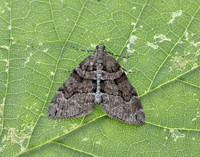 70.078 BF1770 Chestnut-coloured Carpet Thera cognata