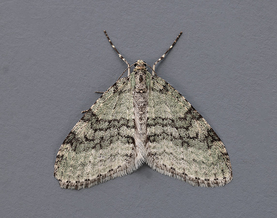 70.202 BF1881 Early Tooth-striped Trichopteryx carpinata