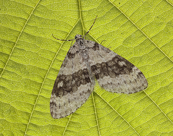 70.202 BF1881 Early Tooth-striped Trichopteryx carpinata