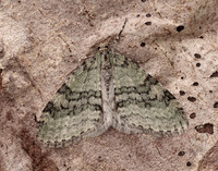 70.202 BF1881 Early Tooth-striped Trichopteryx carpinata