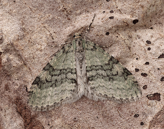 70.202 BF1881 Early Tooth-striped Trichopteryx carpinata