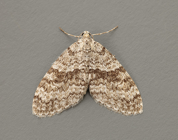 70.202 BF1881 Early Tooth-striped Trichopteryx carpinata