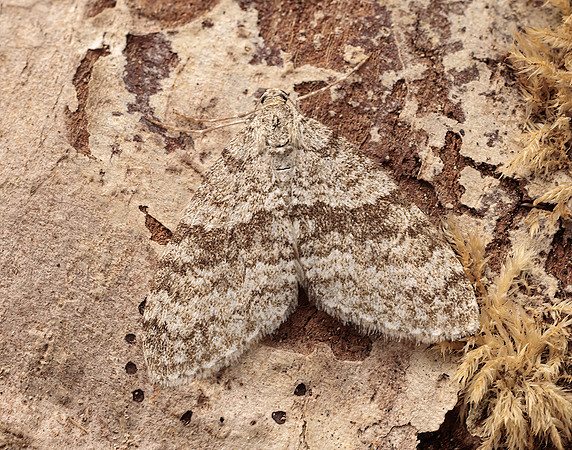 70.202 BF1881 Early Tooth-striped Trichopteryx carpinata