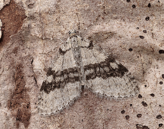70.202 BF1881 Early Tooth-striped Trichopteryx carpinata
