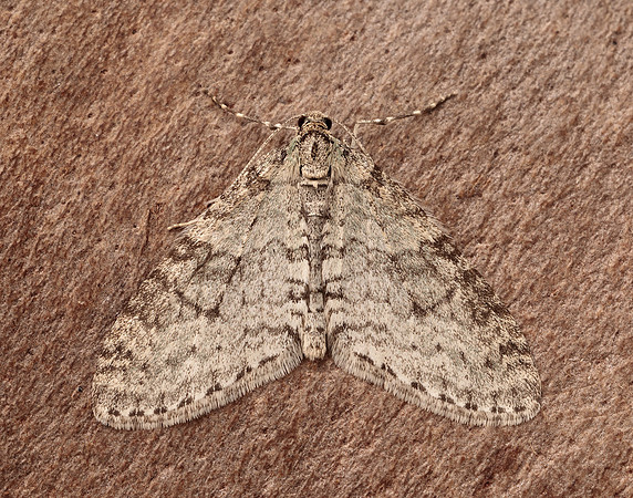 70.202 BF1881 Early Tooth-striped Trichopteryx carpinata