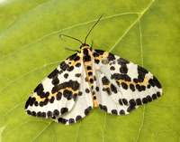 70.205 BF1884 Magpie Abraxas grossulariata