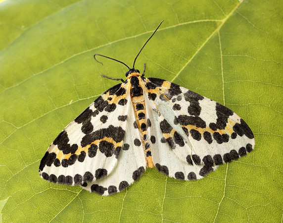 0.205 BF1884 Magpie Abraxas grossulariata