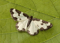 70.207 BF1887 Clouded Border Lomaspilis marginata