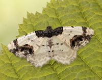 70.208 BF1888 Scorched Carpet Ligdia adustata