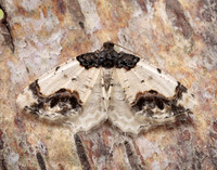 70.208 BF1888 Scorched Carpet Ligdia adustata