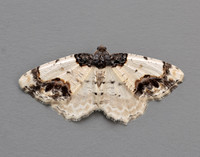 70.208 BF1888 Scorched Carpet Ligdia adustata