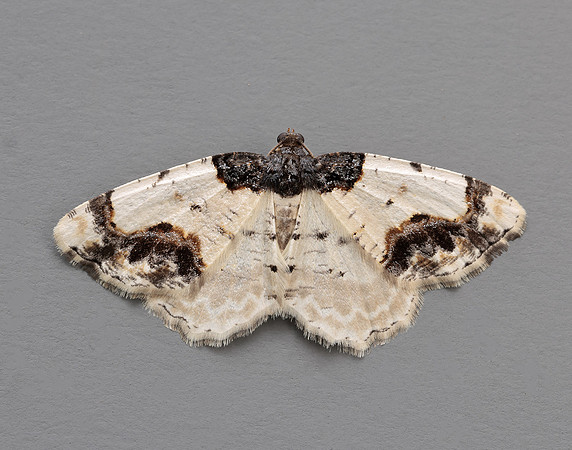 70.208 BF1888 Scorched Carpet Ligdia adustata