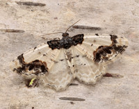70.208 BF1888 Scorched Carpet Ligdia adustata