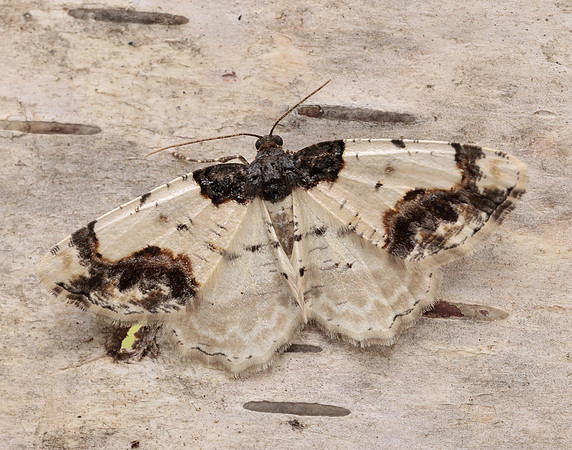 70.208 BF1888 Scorched Carpet Ligdia adustata