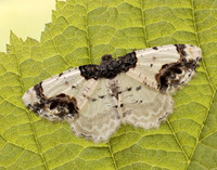 70.208 BF1888 Scorched Carpet Ligdia adustata
