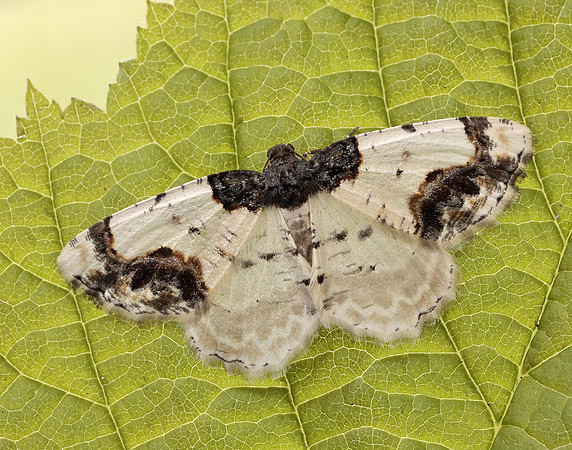 70.208 BF1888 Scorched Carpet Ligdia adustata