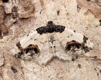 70.208 BF1888 Scorched Carpet Ligdia adustata