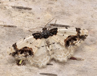 70.208 BF1888 Scorched Carpet Ligdia adustata
