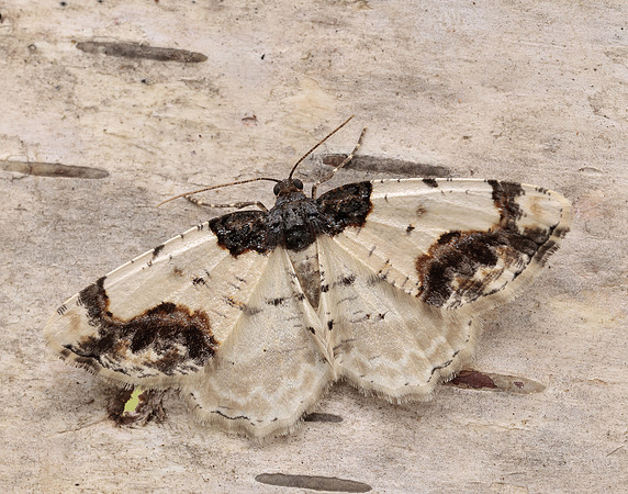 70.208 BF1888 Scorched Carpet Ligdia adustata
