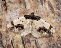 70.208 BF1888 Scorched Carpet Ligdia adustata