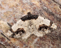 70.208 BF1888 Scorched Carpet Ligdia adustata