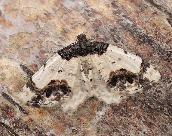 70.208 BF1888 Scorched Carpet Ligdia adustata