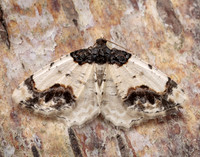 70.208 BF1888 Scorched Carpet Ligdia adustata