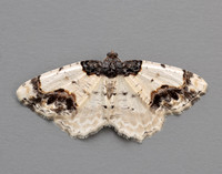 70.208 BF1888 Scorched Carpet Ligdia adustata