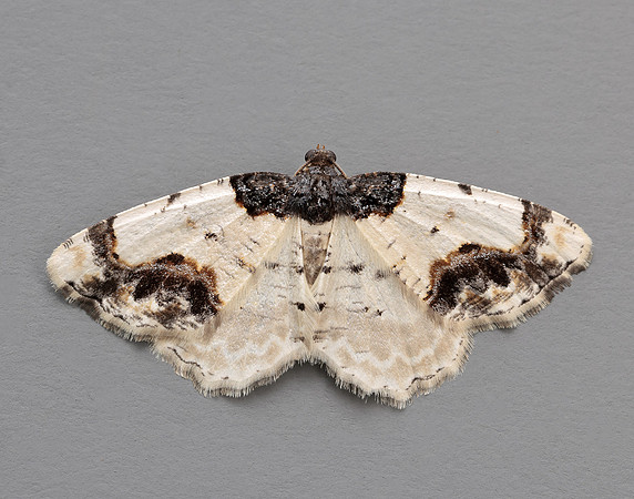 70.208 BF1888 Scorched Carpet Ligdia adustata