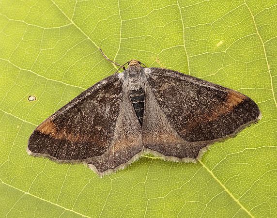 70.214 BF1893 Tawny-barred Angle Macaria liturata