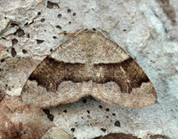 70.223 BF1903 Barred Umber Plagodis pulveraria