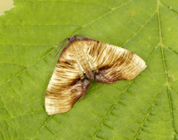 70.224 BF1904 Scorched Wing Plagodis dolabraria
