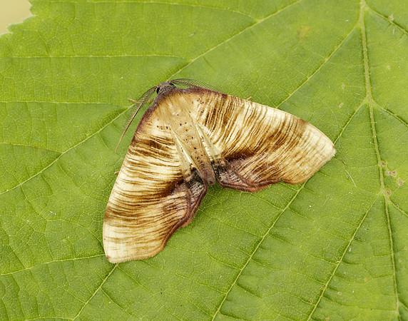 70.224 BF1904 Scorched Wing Plagodis dolabraria