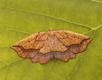 70.227 BF1907 Bordered Beauty Epione repandaria