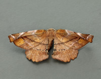 70.231 BF1910 Lilac Beauty Apeira syringaria
